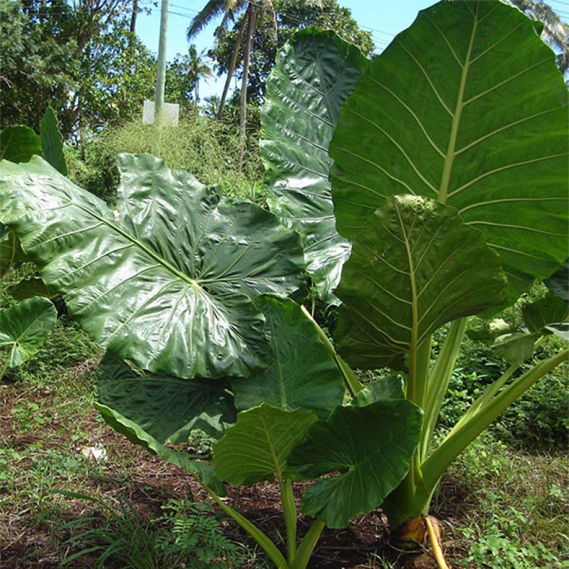 Alocasia macrorrhiza (Hábito)