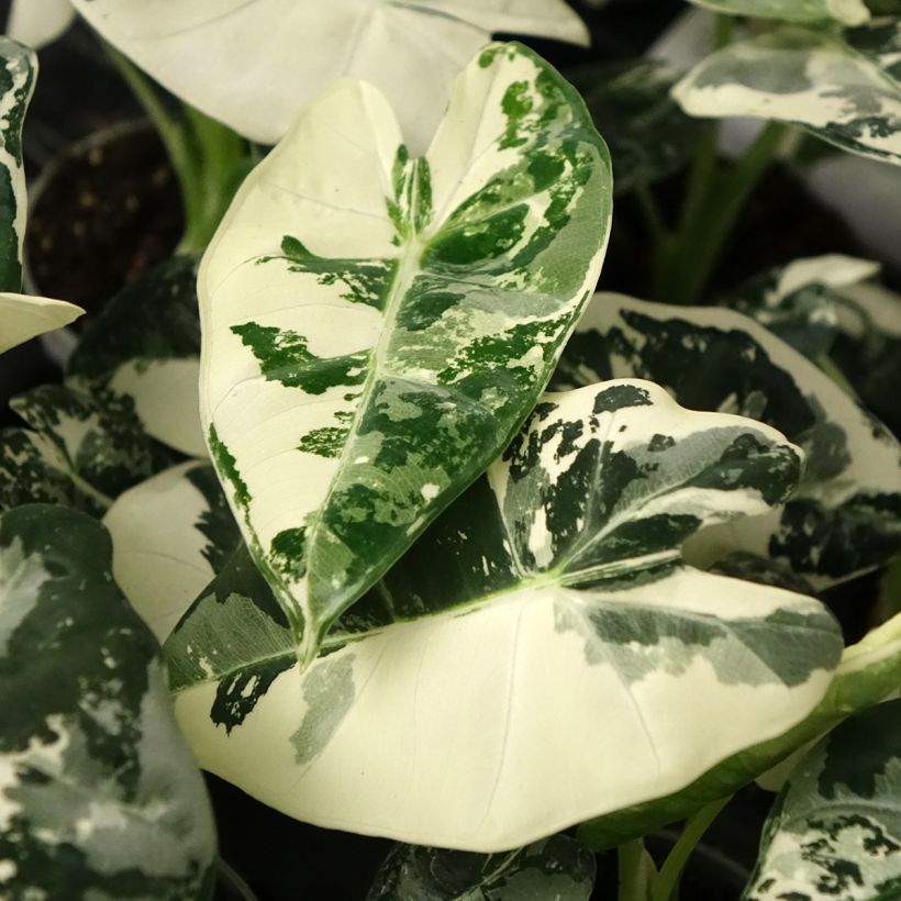 Alocasia Frydek Variegata - Orelha-de-elefante (Folhagem)