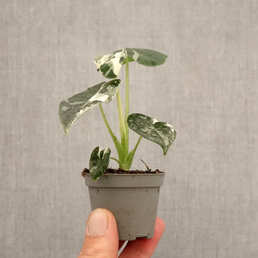 Amostra de Alocasia Frydek Variegata - Oreille d'éléphant Mini-plante tal como entregue na primavera