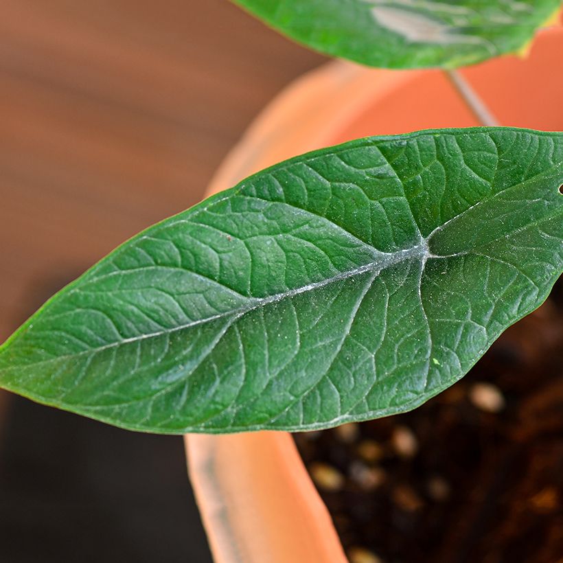 Alocasia scalprum - Orelha-de-elefante (Folhagem)