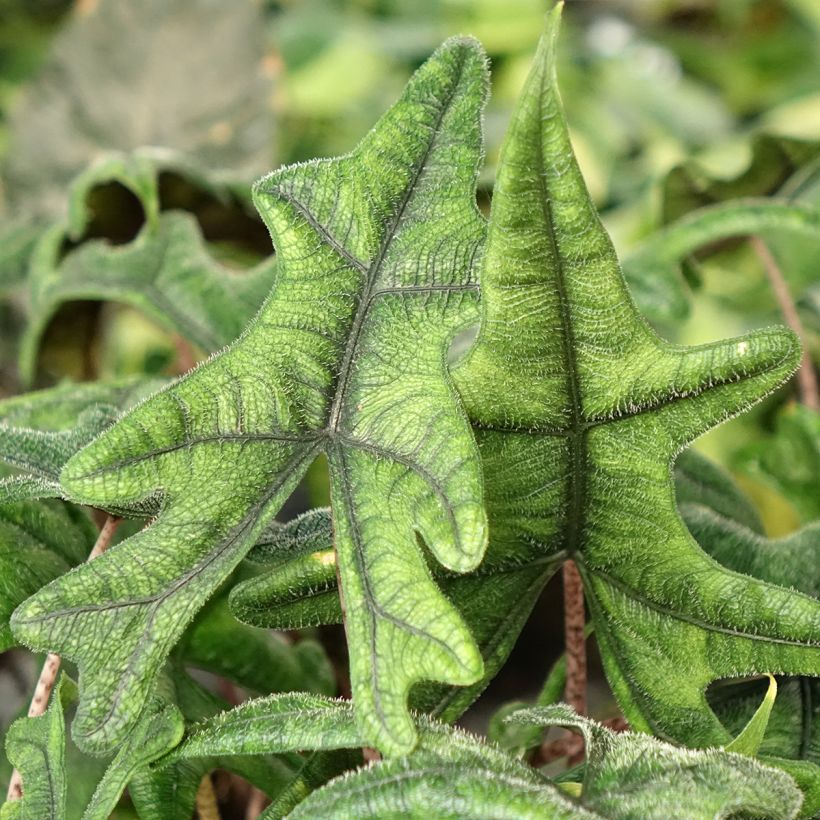 Alocasia tandurusa Jacklyn - Orelha-de-elefante (Folhagem)