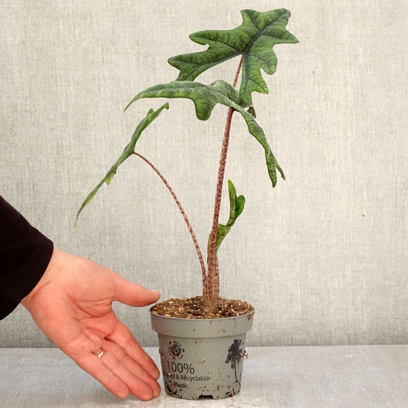 Amostra de Alocasia Jacklyn - Oreille d'éléphant Pot de 12 cm / 13 cm tal como entregue na primavera