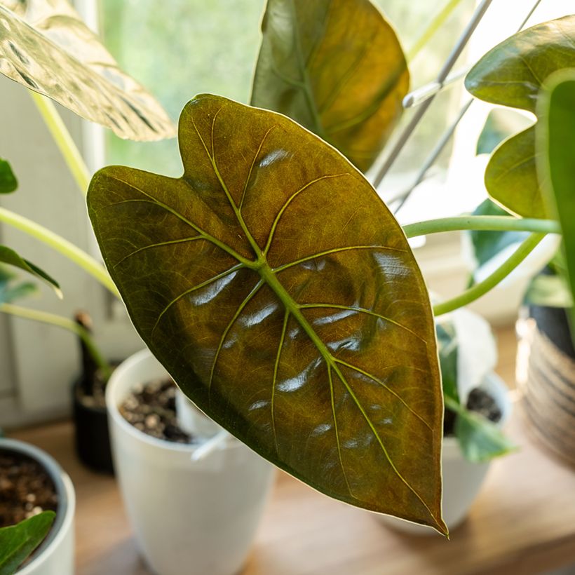 Alocasia wentii - Orelha-de-elefante (Folhagem)