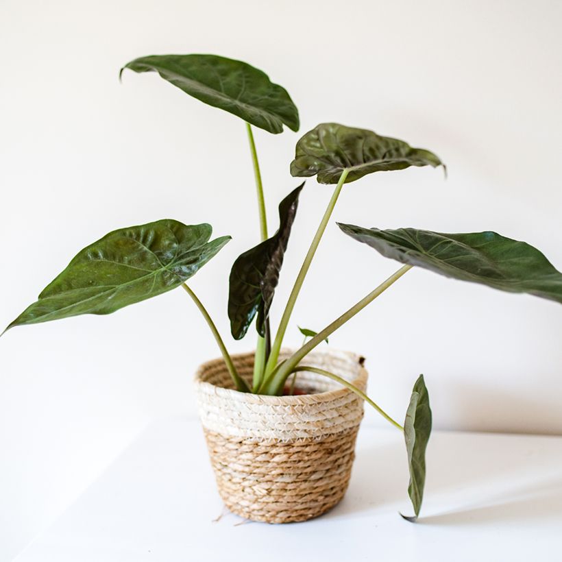 Alocasia wentii - Orelha-de-elefante (Hábito)
