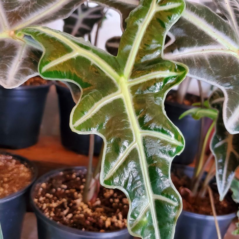 Alocasia Nobilis - Orelha-de-elefante (Folhagem)