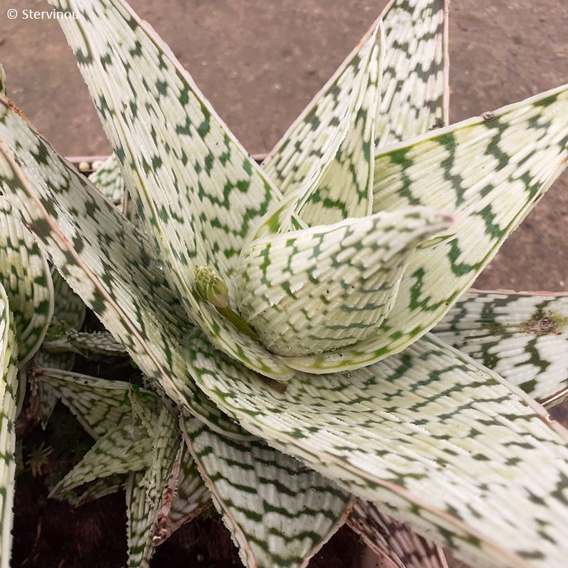 Aloe Delta Lights (Folhagem)