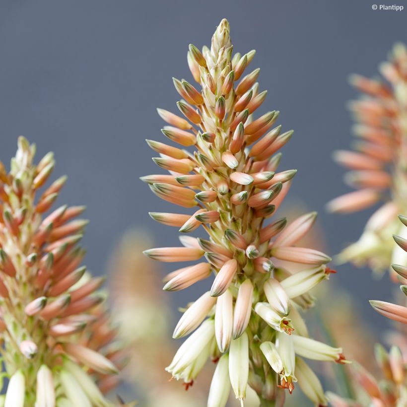 Aloe Safari Sunrise (Floração)