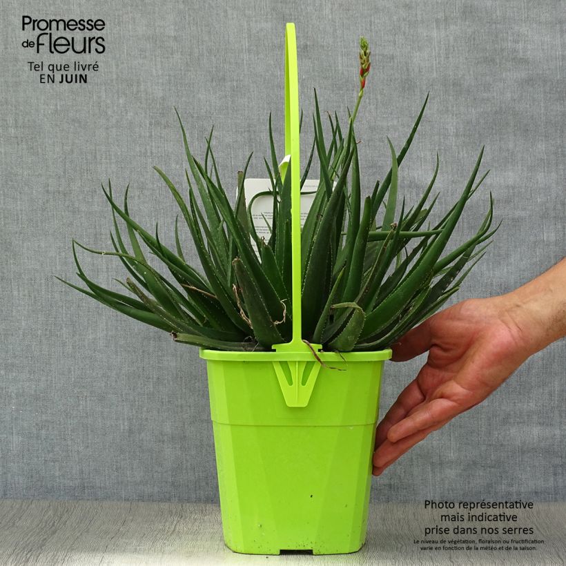 Amostra de Aloe Safari Sunrise Vaso de 3 L/4 L tal como entregue no verão