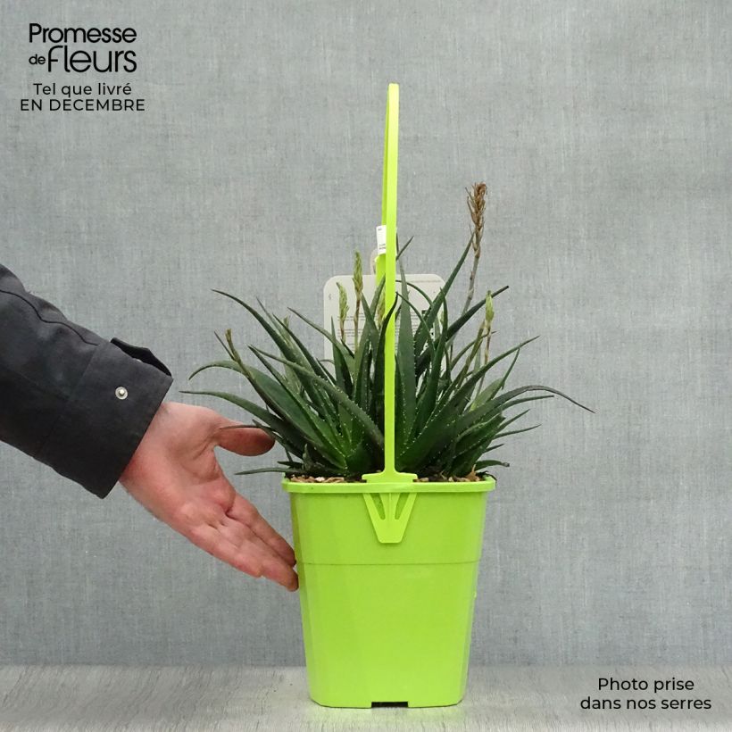 Amostra de Aloe Safari Sunrise - Aloès Pot de 3L/4L tal como entregue no inverno