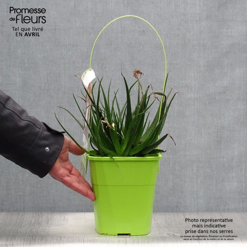 Amostra de Aloe Safari Sunrise Vaso de 3 L/4 L tal como entregue na primavera