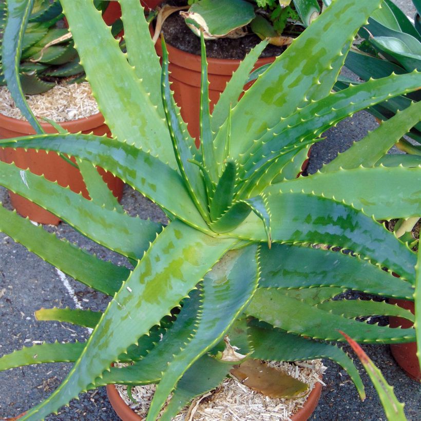 Aloe arborescens (Folhagem)