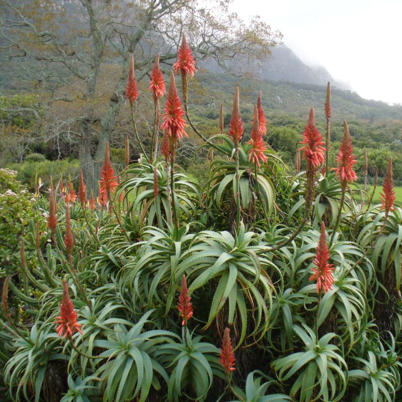 Aloe arborescens (Hábito)
