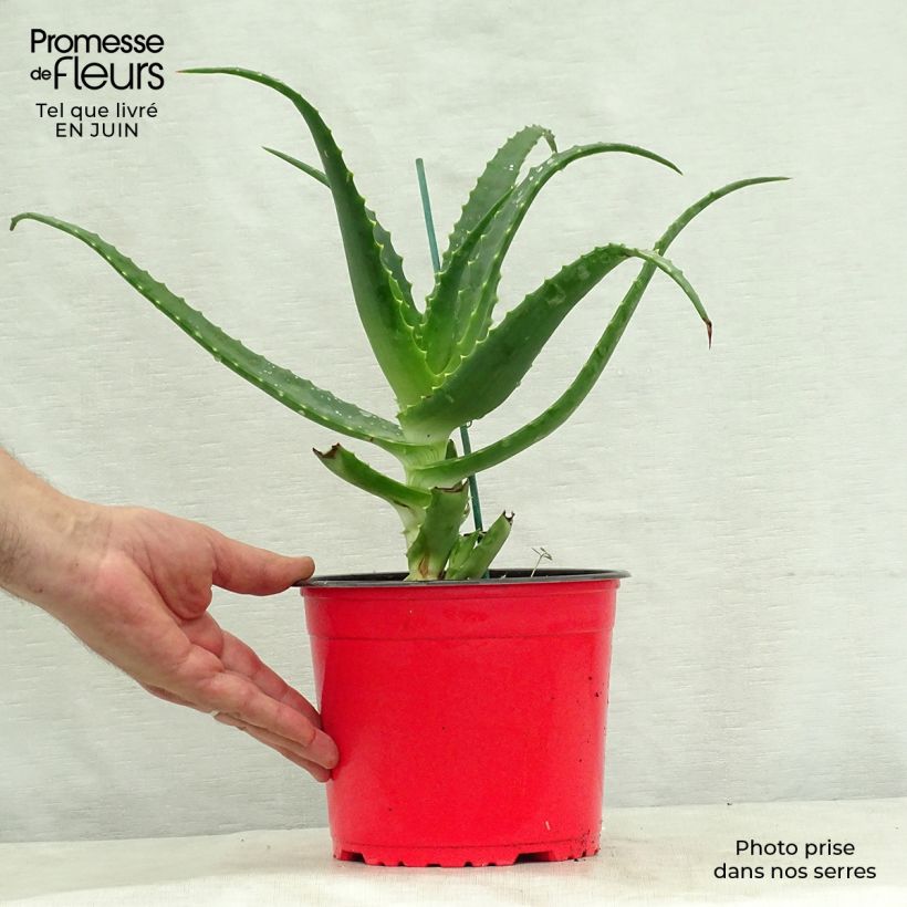 Amostra de Aloe arborescens Vaso de 2 L/3 L tal como entregue no verão