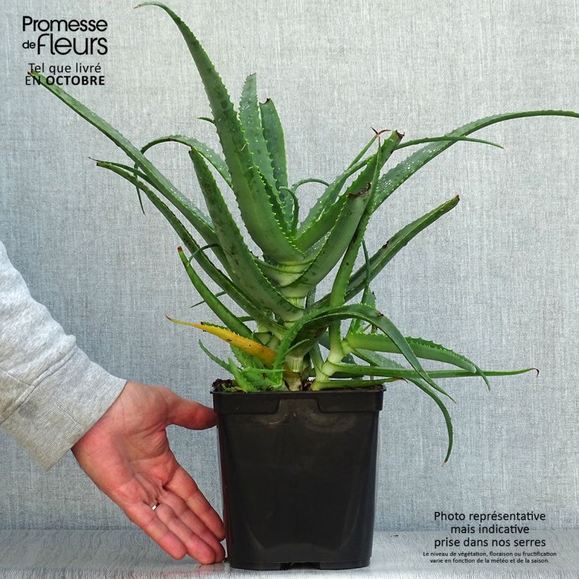 Amostra de Aloe arborescens Vaso de 2 L/3 L tal como entregue no outono