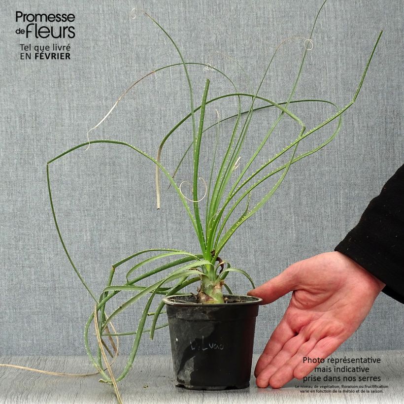 Amostra de Aloe arborescens Vaso de 2 L/3 L tal como entregue no inverno