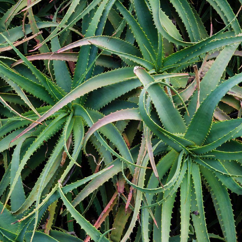 Aloe arborescens (Folhagem)