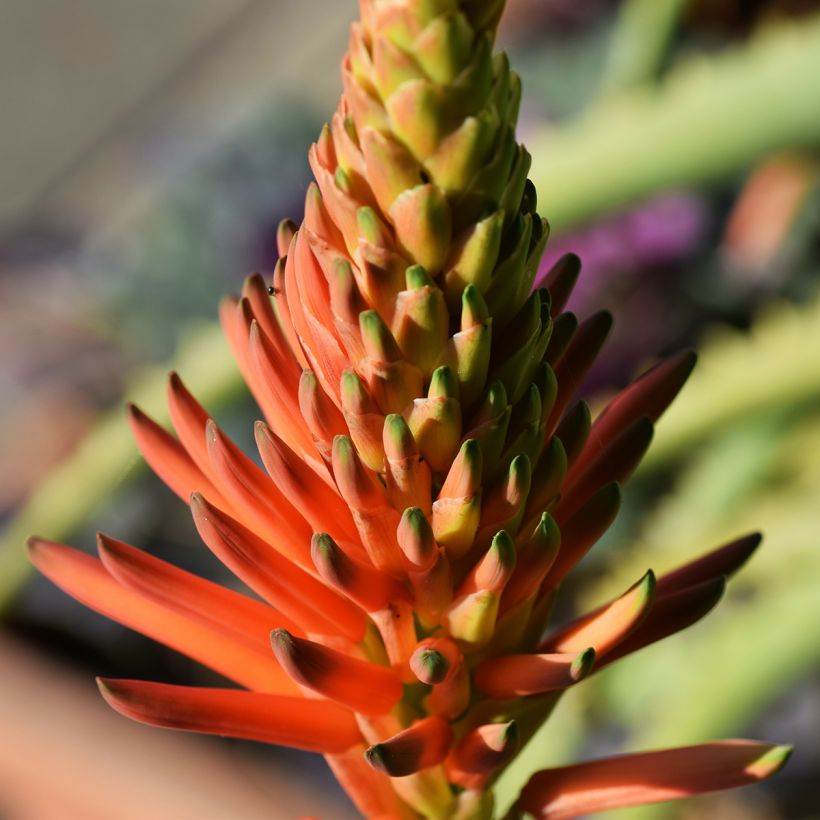 Aloe arborescens (Floração)