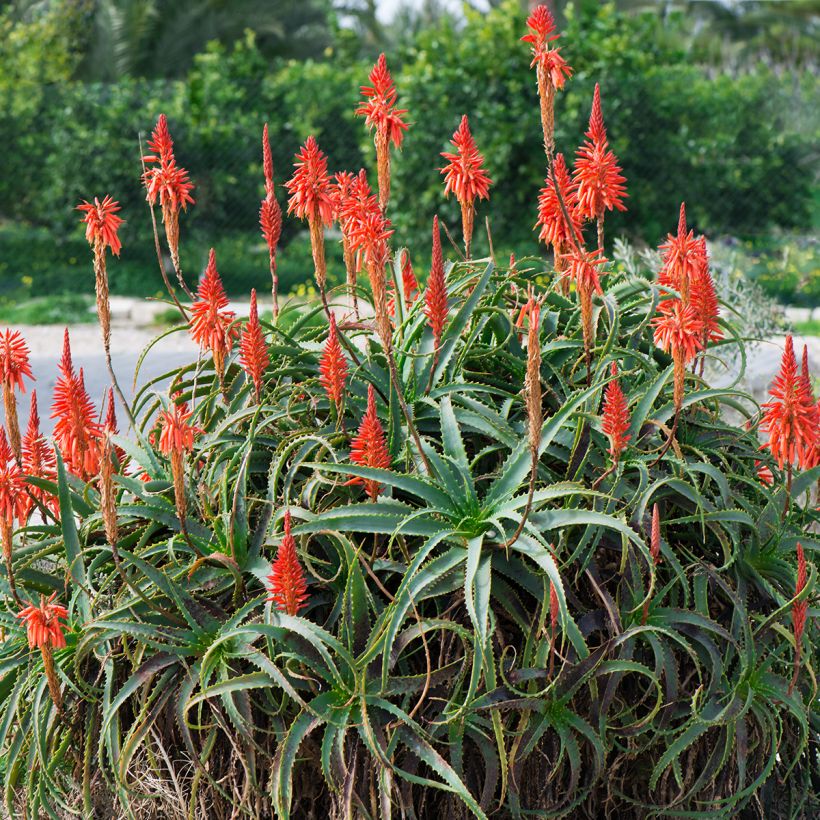 Aloe arborescens (Hábito)