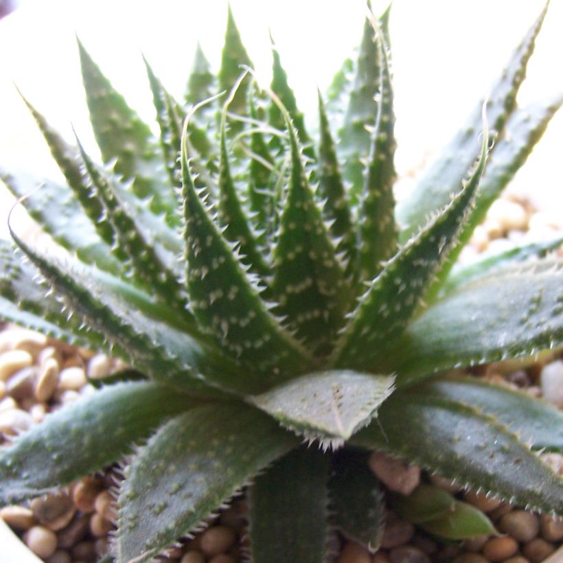 Aloe aristata (Hábito)
