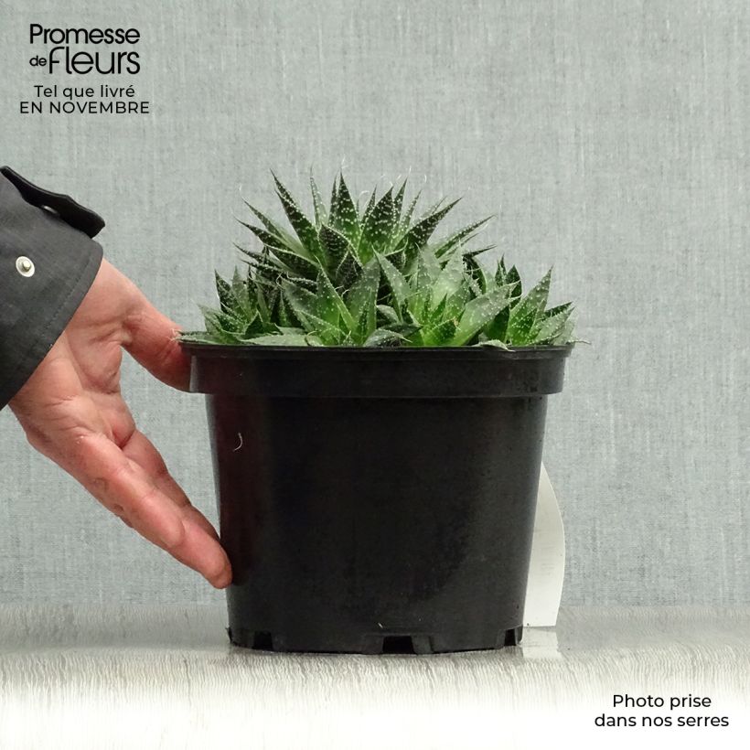 Amostra de Aloe aristata Vaso de 2 L/3 L tal como entregue no outono