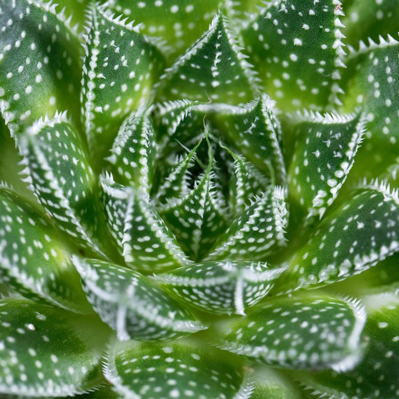 Aloe aristata (Folhagem)