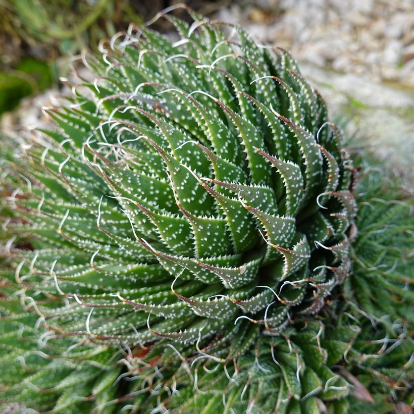 Aloe aristata (Hábito)