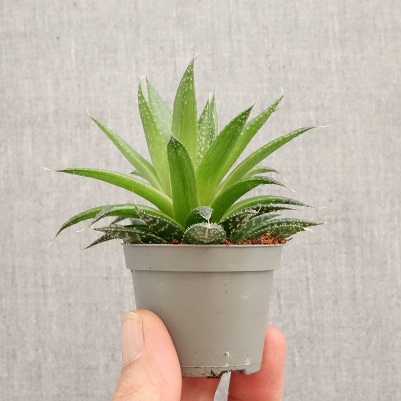 Amostra de Aloe aristata Miniplanta tal como entregue na primavera