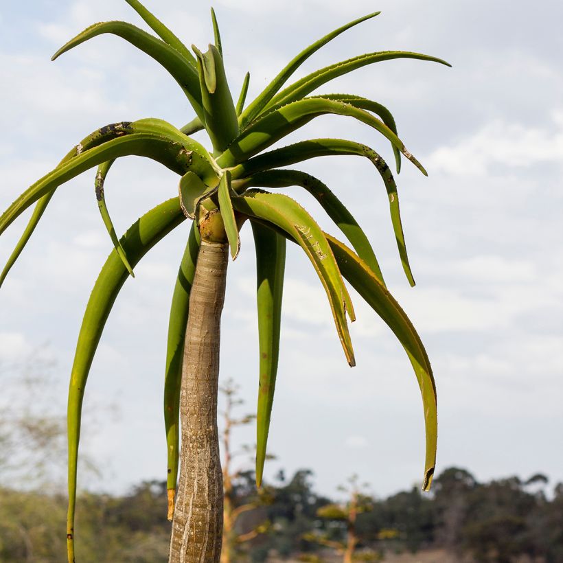 Aloe barberae (Folhagem)