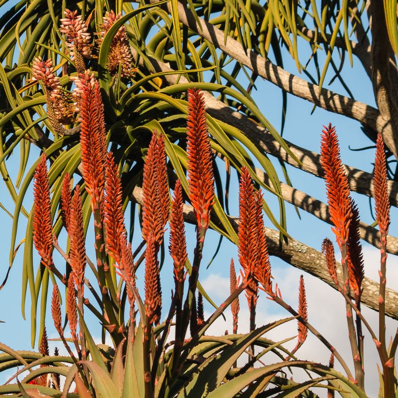 Aloe barberae (Floração)