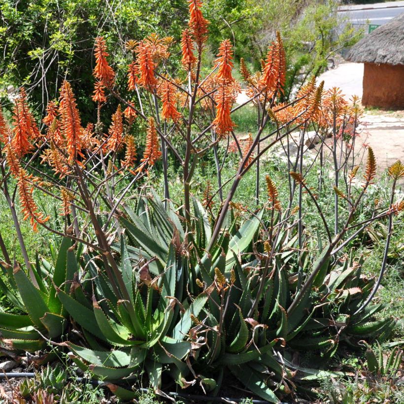 Aloe brevifolia (Hábito)