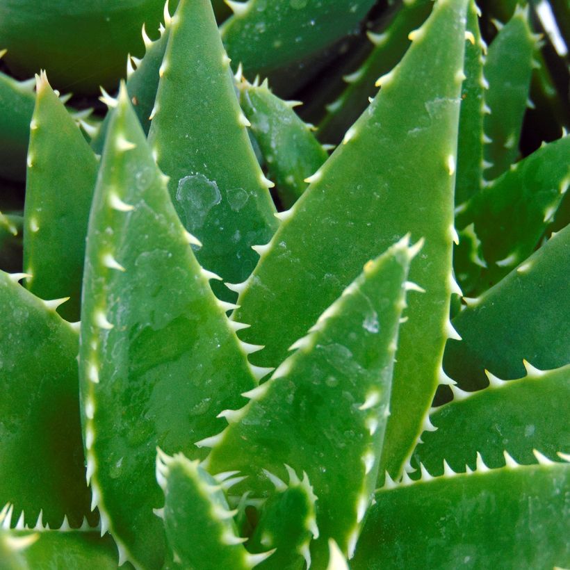 Aloe brevifolia (Folhagem)