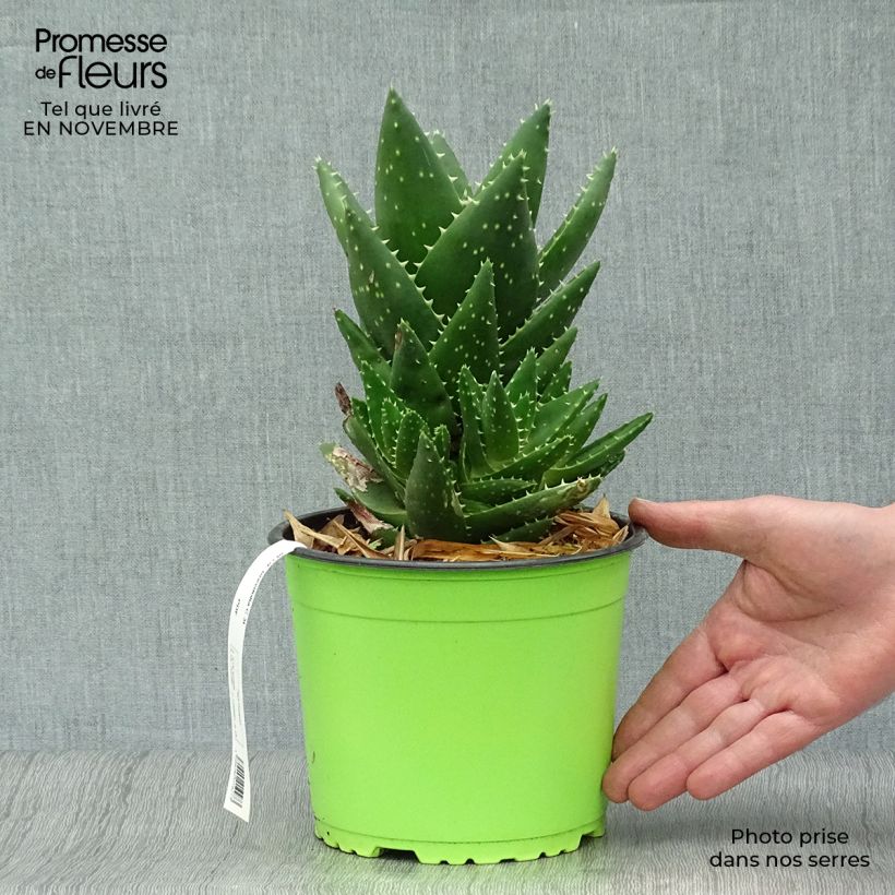 Amostra de Aloe brevifolia Vaso de 2 L/3 L tal como entregue no outono
