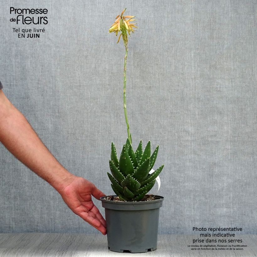 Amostra de Aloe brevifolia Vaso de 2 L/3 L tal como entregue no verão