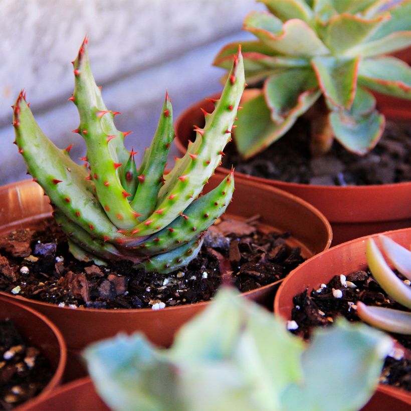 Aloe conifera Twirl (Hábito)
