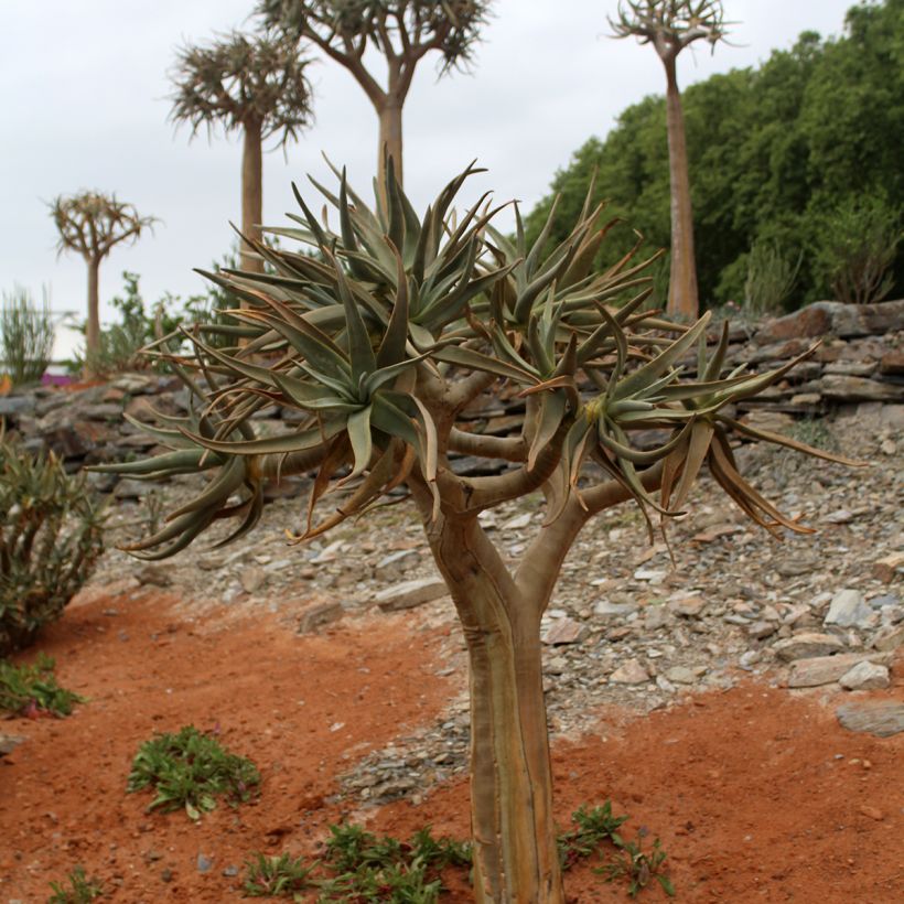 Aloe dichotoma (Hábito)