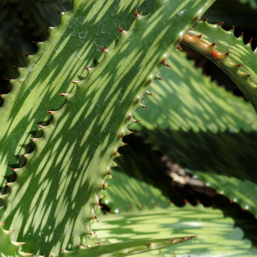 Aloe harlana (Folhagem)