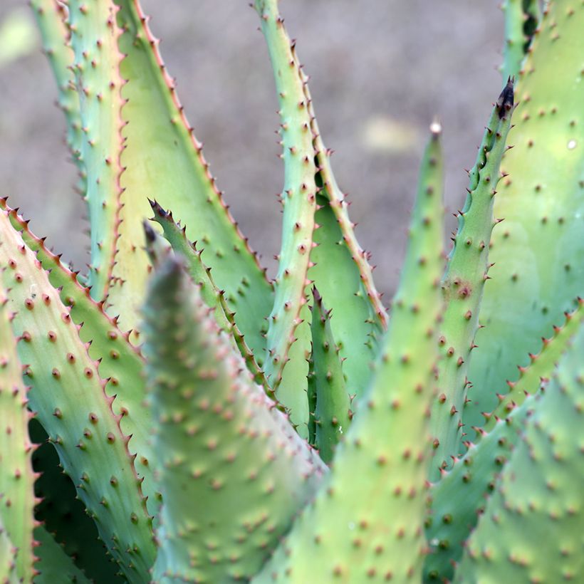Aloe marlothii (Folhagem)