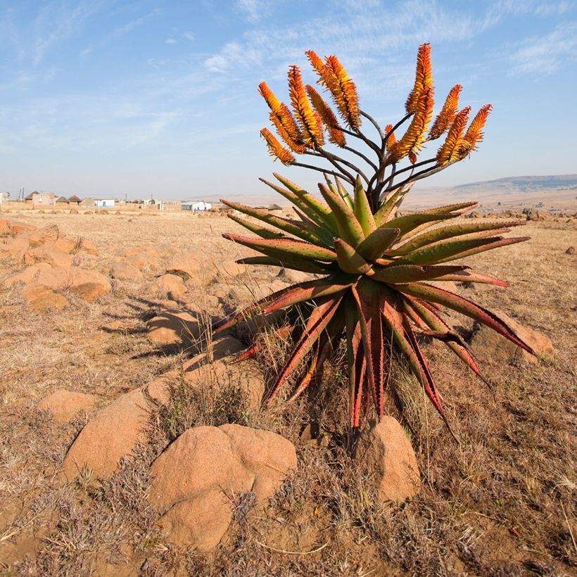 Aloe marlothii (Hábito)
