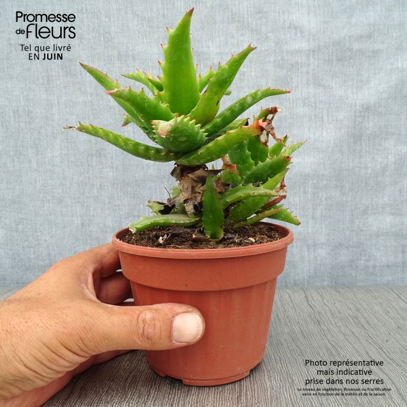 Amostra de Aloe morogoroensis Vaso de 12 cm/13 cm tal como entregue no verão