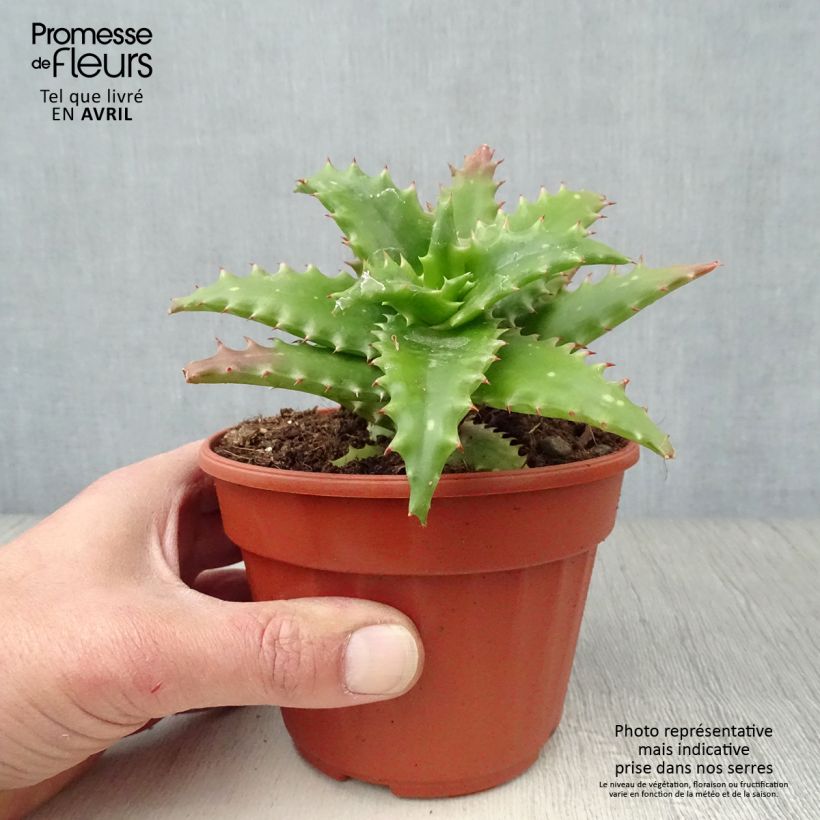 Amostra de Aloe morogoroensis - Aloe bussei Pot de 12 cm / 13 cm tal como entregue na primavera