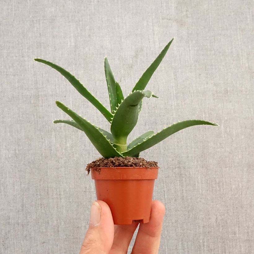 Amostra de Aloe perfoliata Miniplanta tal como entregue na primavera