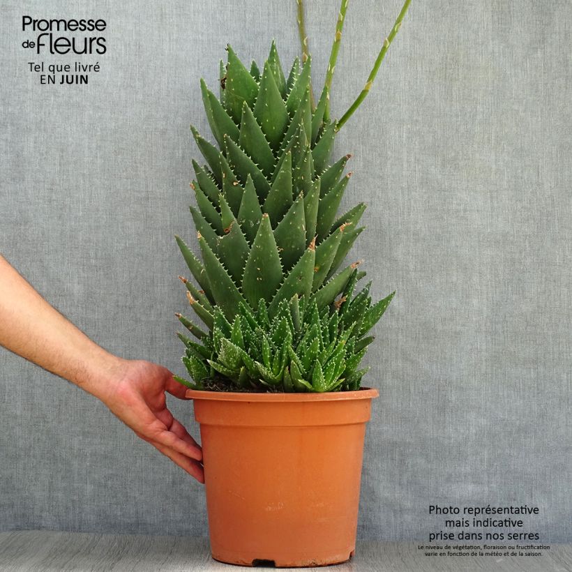 Amostra de Aloe perfoliata Vaso de 7,5 L/10 L tal como entregue no verão