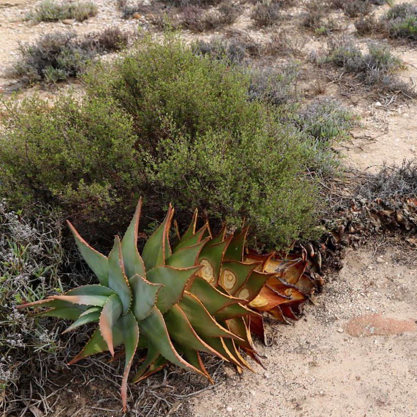 Aloe perfoliata (Hábito)