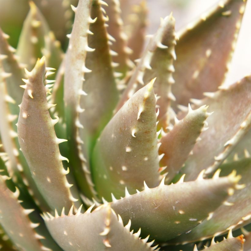 Aloe perfoliata (Folhagem)