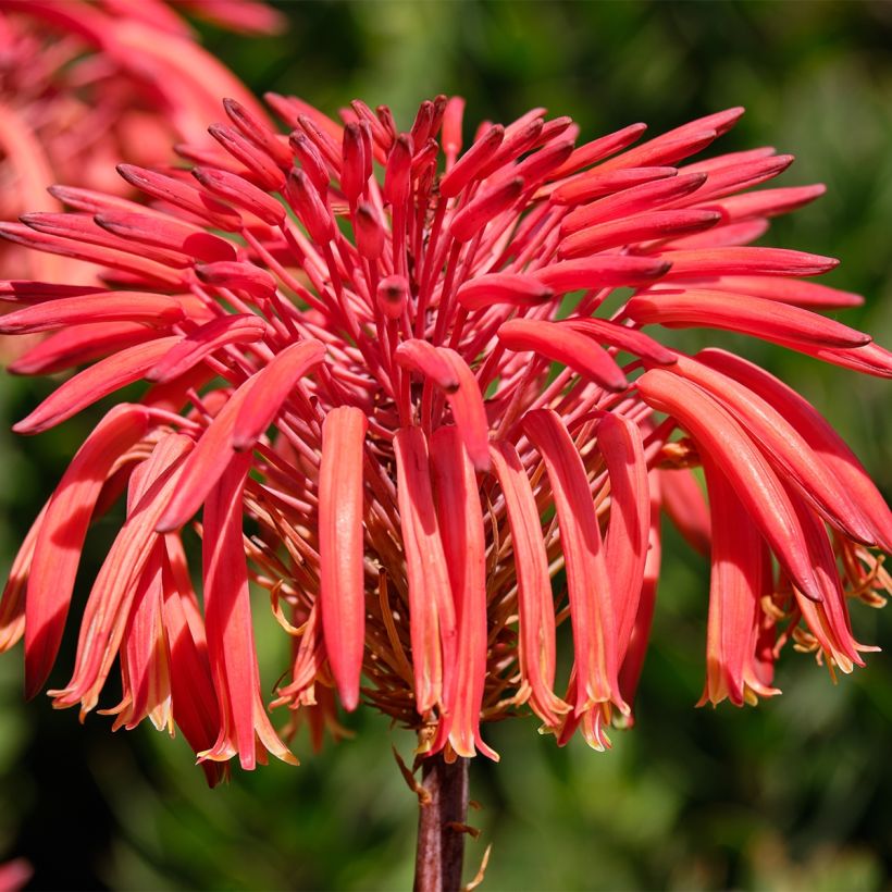 Aloe perfoliata (Floração)