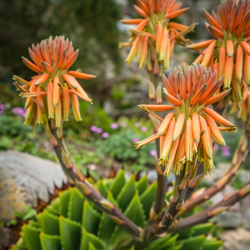 Aloe polyphylla (Floração)