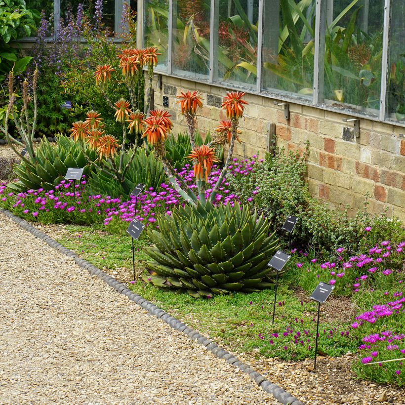 Aloe polyphylla (Hábito)