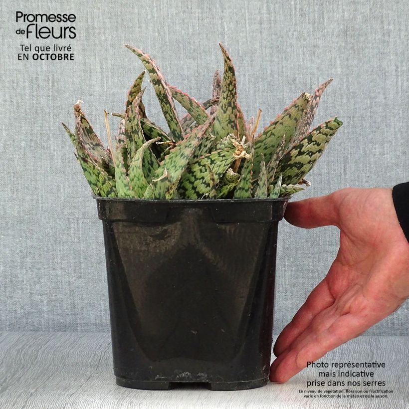 Amostra de Aloe × rauhii Cleopatra Vaso de 2 L/3 L tal como entregue no outono
