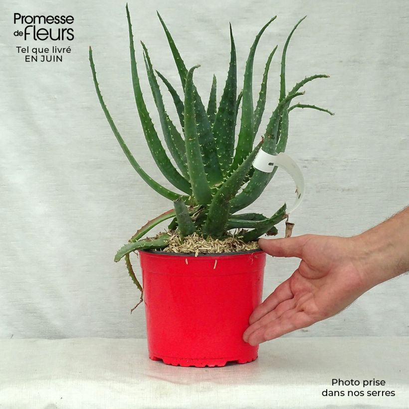 Amostra de Aloe × spinosissima Vaso de 2 L/3 L tal como entregue no verão