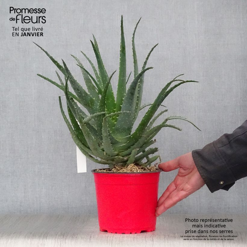 Amostra de Aloe spinosissima - Aloès Pot de 2L/3L tal como entregue no inverno